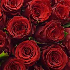 🌹 Rychlá pětka: Vyhraj 100 růží od Florea!