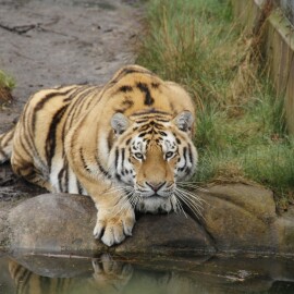 Mezinárodní den tygrů a S vysloužilci do zoo