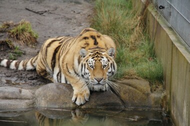 Mezinárodní den tygrů a S vysloužilci do zoo