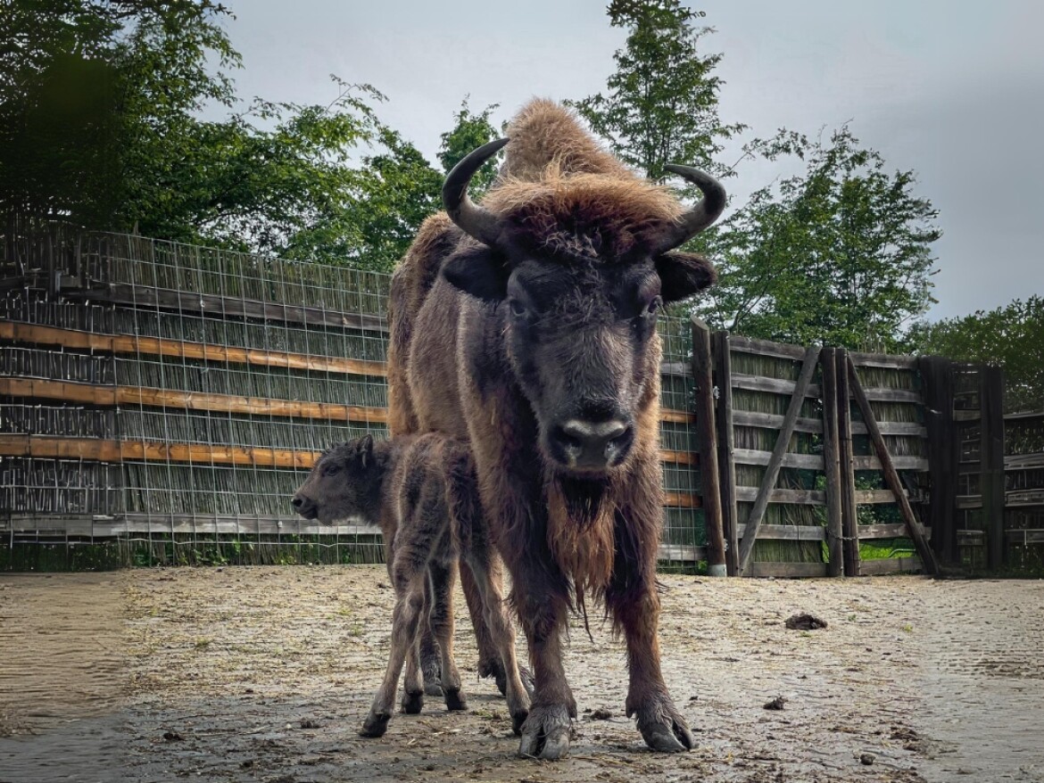 Táborská ZOO vítá dvě nové zubří slečny