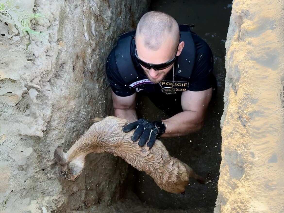 Policisté z Boršova v akci: Zachránili srnečka z jámy!