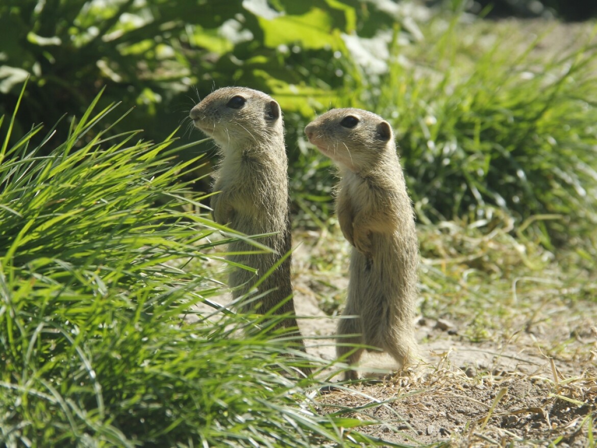 Hlubocká zoo vrací sysly zpátky do přírody