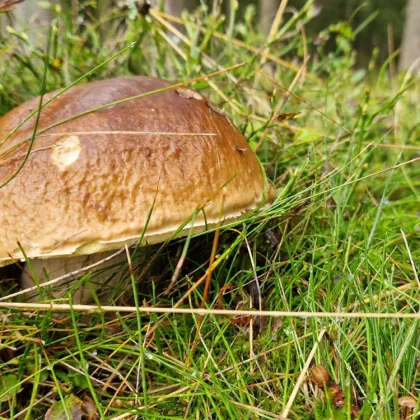 Houbařská sezóna na jihu je v plném proudu!