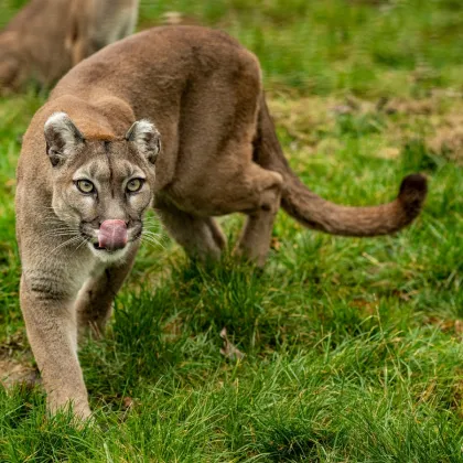 Policie varuje před možným výskytem pumy u Týna nad Vltavou