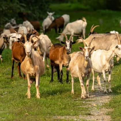 Jihočeská policie prověřuje možné týrání zvířat na Strakonicku