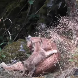 Fotopast zachytila rysí rodinku v jižních Čechách