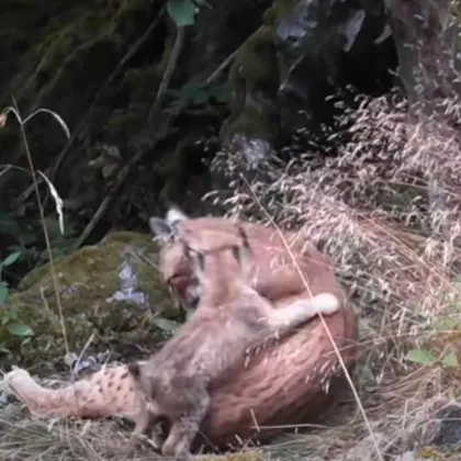 Fotopast zachytila rysí rodinku v jižních Čechách