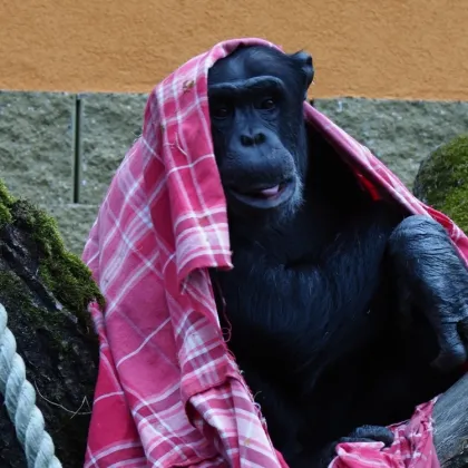 Šimpanzi v Zoo Dvorec potřebují deky!