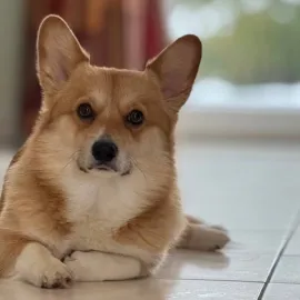 Zázrak u Lipna. Ztracený pes Tommi se po devíti dnech v mrazu vrátil domů!